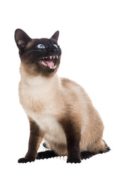 Siames cat speaking with its mouth open at a white background