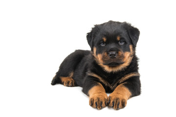 Cute lying down rottweiler puppy looking in the camera isolated at a white background