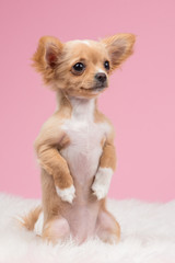 Cute chihuahua puppy sitting upright begging at a pink background
