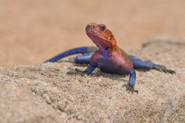 Colourful  lizard, agama from Tanzania resting on a wall