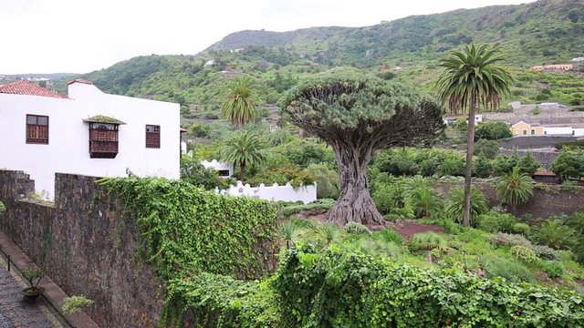 Famous Drago Tree - Icod de los Vinos, Tenerife, Canary Islands, Spain