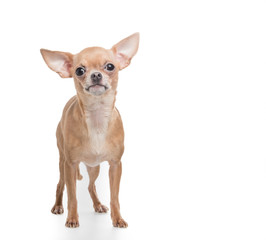 Cute standing chihuahua dog at a white background