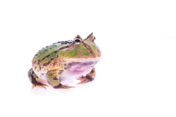 Big green pacman frog isolated on a white background