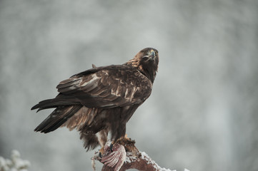 Golden Eagle