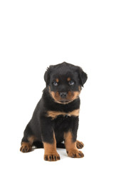 Rottweiler puppy sitting and looking like he is guilty or sorry isolated on a white background
