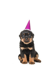 Cute rottweiler puppy sitting wearing a party hat, birthday hat on a white background