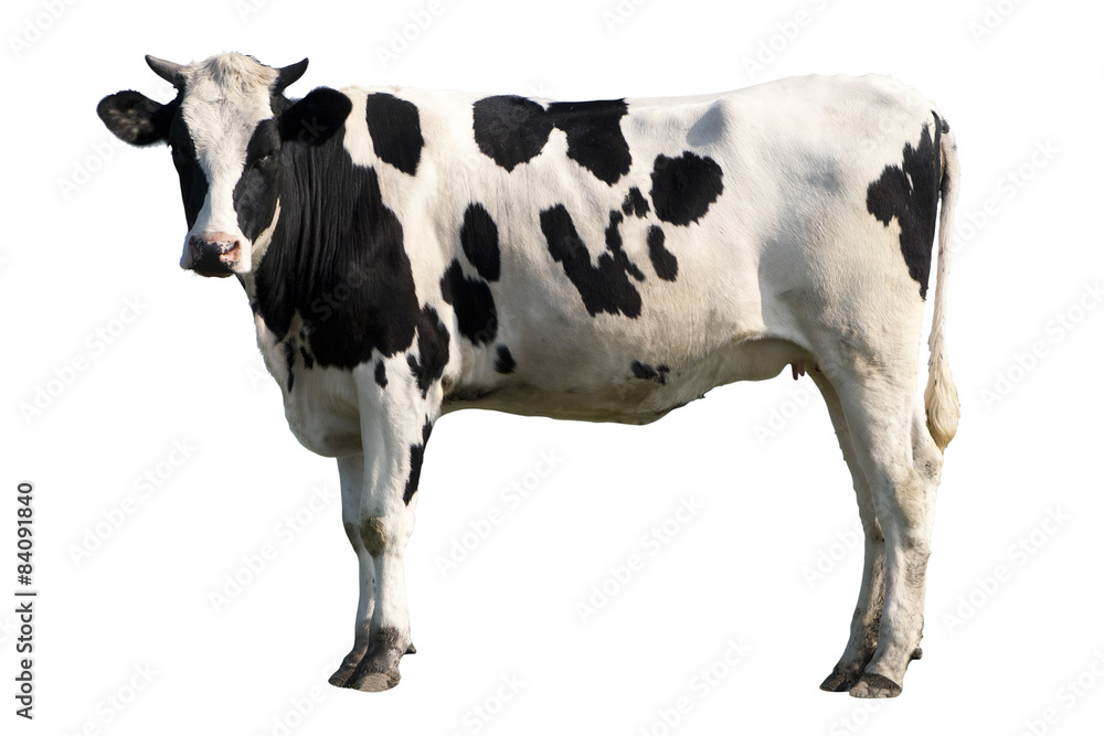 Wall mural cow isolated