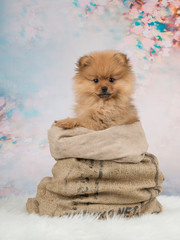 Cute pomeranian puppy dog in a bag at a romantic background