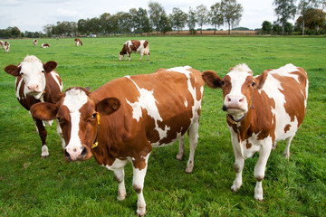 Fototapeta na wymiar Brown white cows