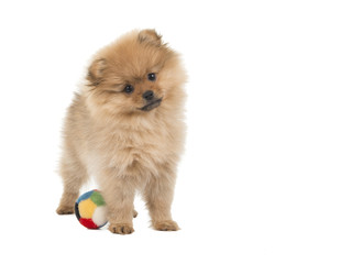 Cute standing pomeranian puppy with a ball at a white background