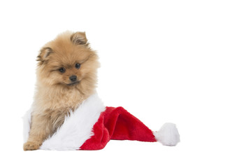 Cute pomeranian puppy sitting in Santa's hat at a white background