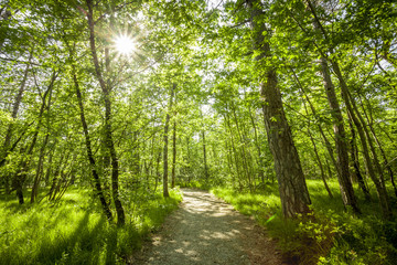 Path in beautiful green forest in summer