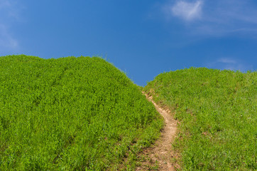 Path to blue heaven in spring wild grass