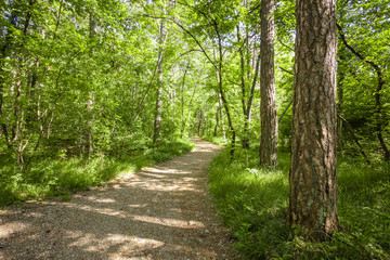 Path in beautiful green forest in summer