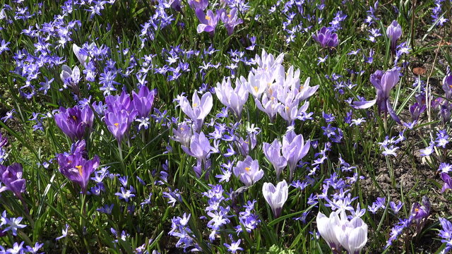 crocus and squill blue flowers move in wind in spring garden. 4K