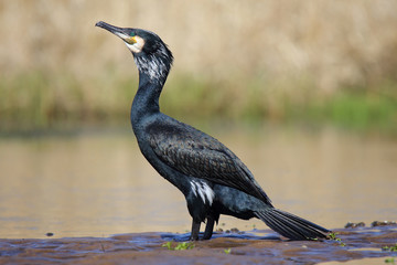 Kormoran