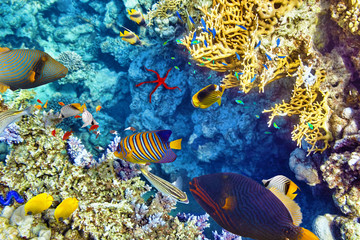 Fototapeta na wymiar Underwater world with corals and tropical fish.