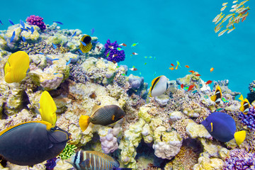 Underwater world with corals and tropical fish.