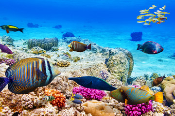 Obraz premium Underwater world with corals and tropical fish.