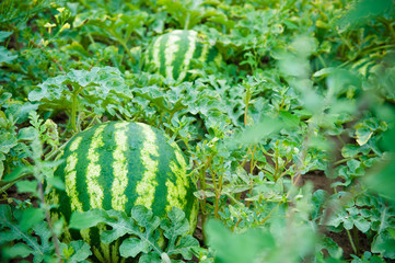 Watermelon in a vegetable garden