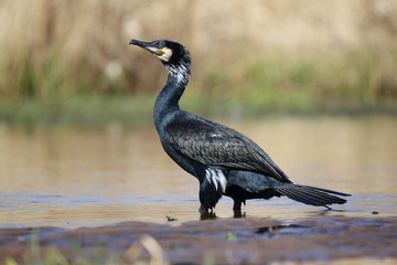 Kormoran