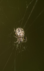Spider on the web