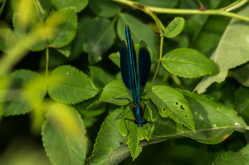 Dragonfly on the leaf