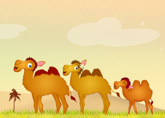 camels family in the desert
