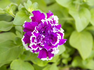 Petunia Grandiflora Terry 