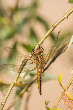 Dragonfly on the grass