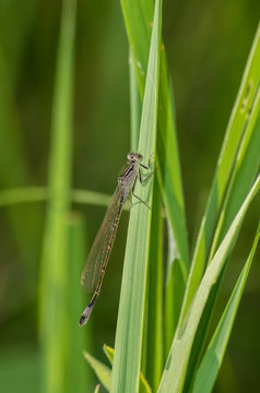 Dragonfly on the grass