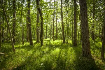 Fototapeta na wymiar beautiful green forest in summer