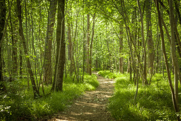 Fototapeta na wymiar Path in beautiful green forest in summer