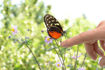Schmetterling 151