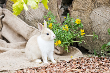 Kaninchen im Garten