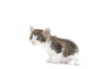 sweet kitten on a white background