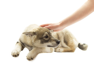 human hand stroking a dog on a white background