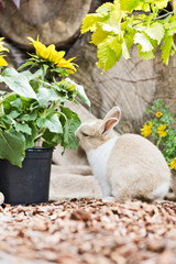 Kaninchen im Garten