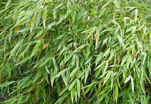 Grünblättriger Bambus