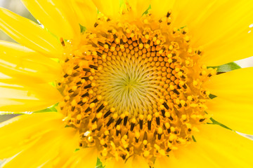 closeup sunflower