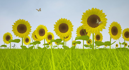 Fototapeta premium Blooming Sunflowers