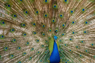 Fototapeta premium beautiful peacock with feathers out