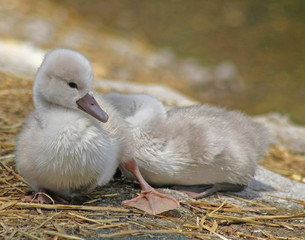 Baby Mute Swans resting and sunning on dry land