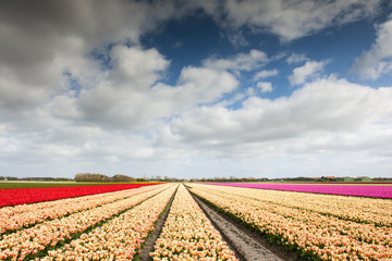 Tulip field woth different colors and cloudy sky above, North Holland, the Netherlands.