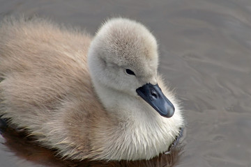 Baby Mute Swan swimming on calm waters
