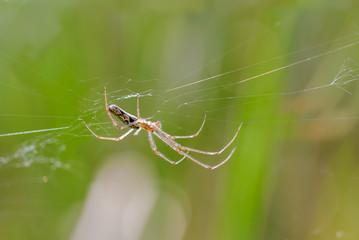 A spider is waiting for a prey in a web between the reeds close to the river Dnieper in Ukraine