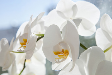 Naklejka na ściany i meble Beautiful white home orchid