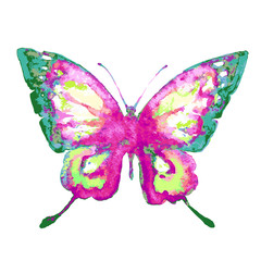 butterfly,watercolor design