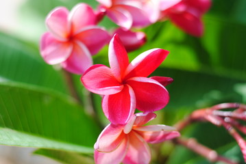 plumeria,flowers,nature,background,frangipani,bloom