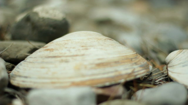 Macro shot of seashells.